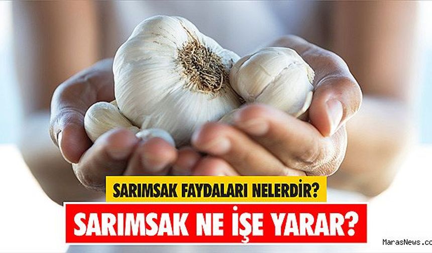 Sarımsağın Faydaları Nelerdir? Dikkat Çeken Özellikleri